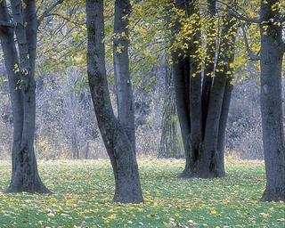 trees 1
